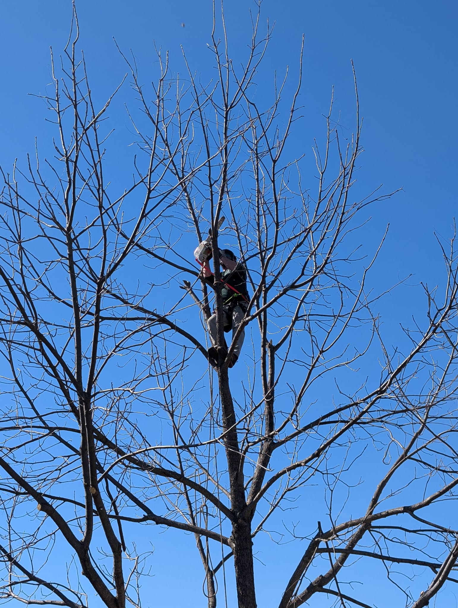 Pruning & Trimming