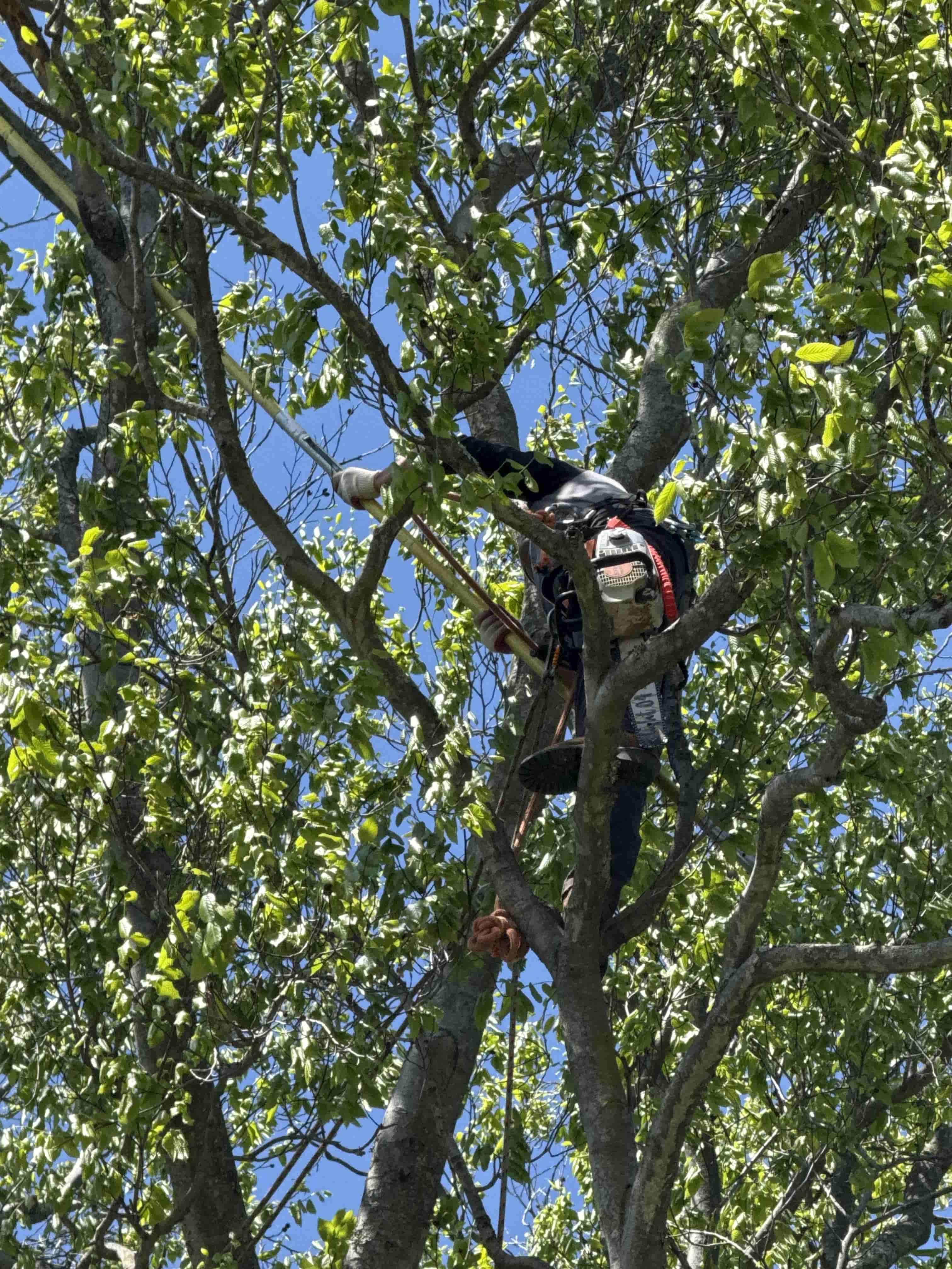 Canopy Reduction