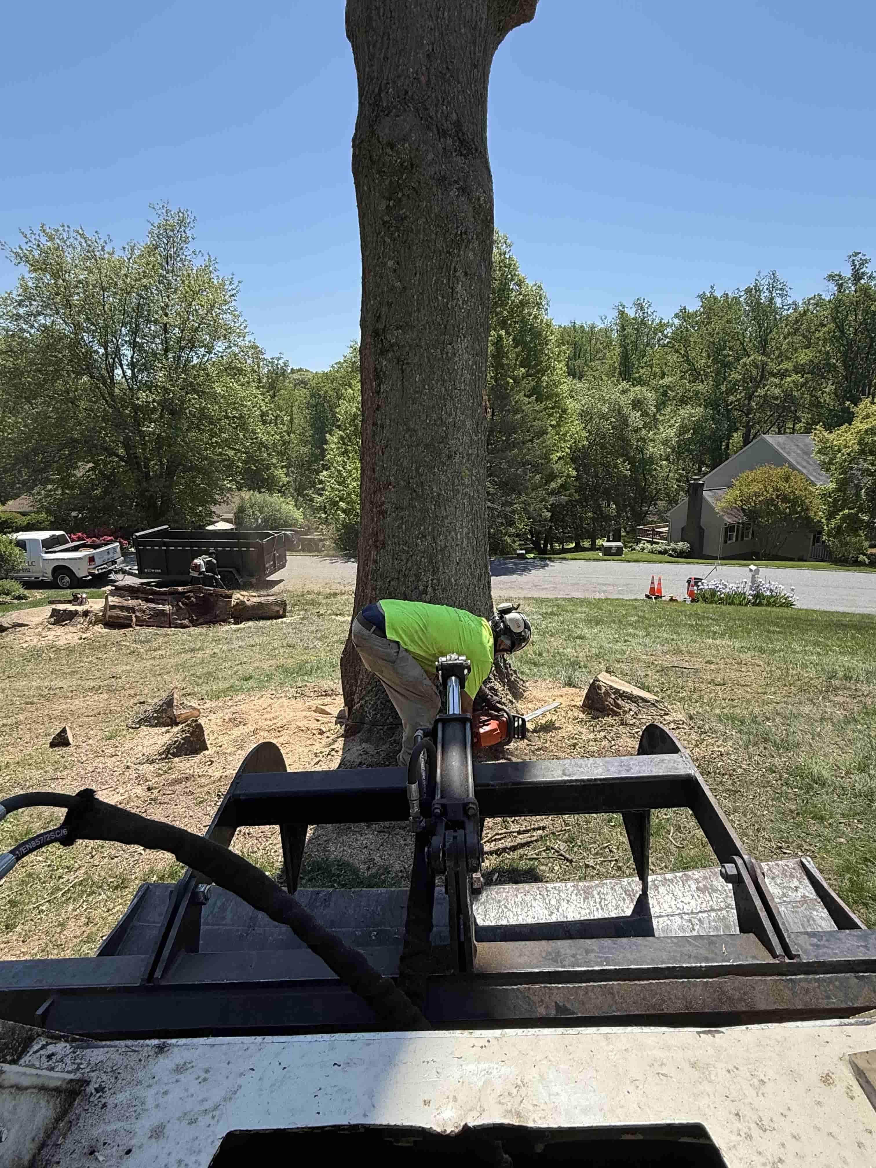 Tree Removal